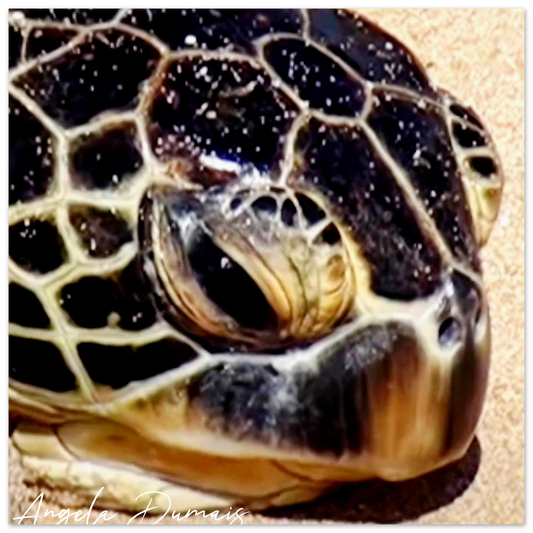 1ca54042-2148-4783-b416-910e69ee442e